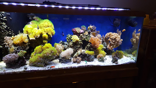 Pet Store «Sho Tank Aquariums», reviews and photos, 433 N Lake St, Mundelein, IL 60060, USA