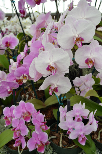 Florist «Dr Delphinium Flower & Orchid House», reviews and photos, 513 W Campbell Rd, Richardson, TX 75080, USA