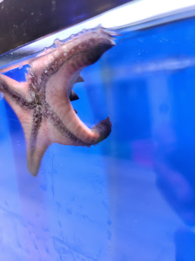 Tropical Fish Store «Oceanside Aquariums», reviews and photos, 2176 N Mt Juliet Rd #105, Mt Juliet, TN 37122, USA