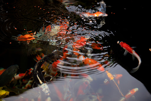 Pond Fish Supplier «The Funky Koi. Pet, Pond, Water Garden, Equine and Farm Supplies», reviews and photos, 41 Porter St, Berkley, MA 02779, USA