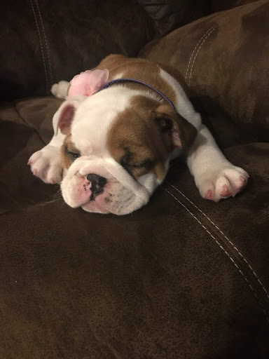 Pet Supply Store «Pet Supplies Plus», reviews and photos, 1031 Northwest Hwy, Garland, TX 75041, USA