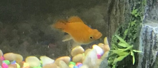 Pet Supply Store «Petco Animal Supplies», reviews and photos, 4030 N MacArthur Blvd #200, Irving, TX 75038, USA