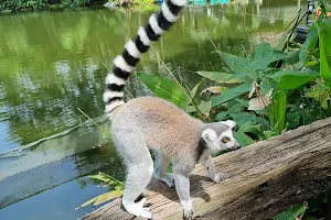 Lemurs island image