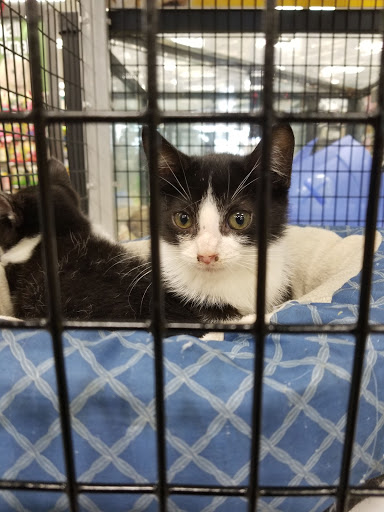 Pet Store «Pet Supermarket», reviews and photos, 2542-2598 S Washington Ave, Titusville, FL 32780, USA