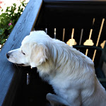 Photo n°2 de l'avis de Massimo.r fait le 03/09/2023 à 17:46 sur le  Hotel Ristorante Mezzolago à Ledro