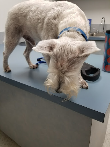 Dickson Animal Clinic image