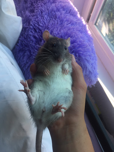 Pet Store «Pet Shoppe», reviews and photos, 2144 Springs Rd, Vallejo, CA 94591, USA