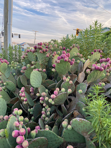 Grocery Store «Sandbridge Seaside Market», reviews and photos, 209 Sandbridge Rd, Virginia Beach, VA 23456, USA