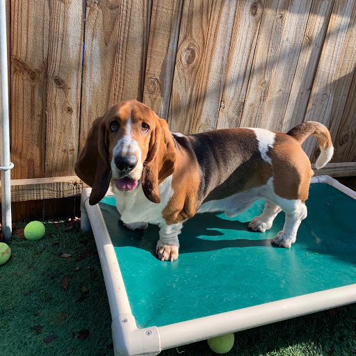 Pet Store «Bark Life Market», reviews and photos, 11220 Park Blvd N, Seminole, FL 33772, USA