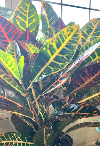 Florist «Over the Rainbow Floral & Gift», reviews and photos, 123 1st St SW, Wadena, MN 56482, USA