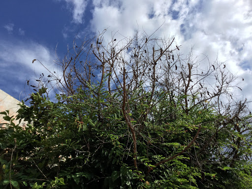 El árbol de tamarindos