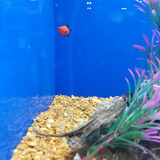 Pet Supply Store «PetSmart», reviews and photos, 948 Springfield Rd, Union, NJ 07083, USA