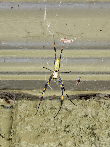 Nature Preserve «Autrey Mill Nature Preserve & Heritage Center», reviews and photos, 9770 Autrey Mill Rd, Johns Creek, GA 30022, USA