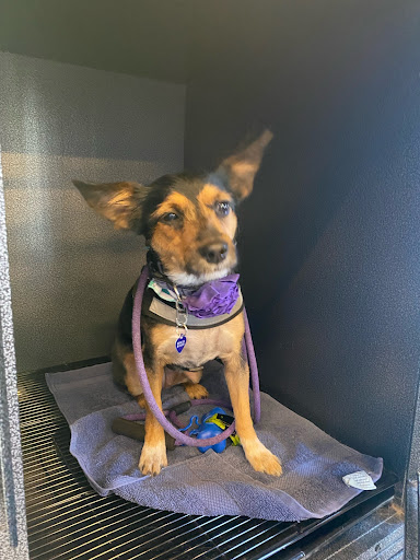 Pet Store «Healthy Pets Mountain West», reviews and photos, 2352 Fort Union Blvd, Cottonwood Heights, UT 84121, USA