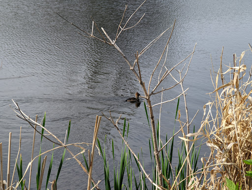 Nature Preserve «Wood Lake Nature Center», reviews and photos, 6710 Lake Shore Dr S, Minneapolis, MN 55423, USA