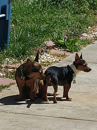 Pet Supply Store «PetSmart», reviews and photos, 1110 Hospitality Dr, Rock Hill, SC 29730, USA