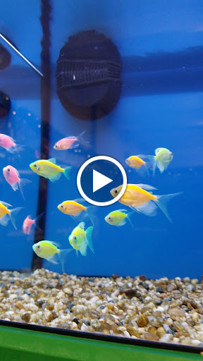 Pet Supply Store «Pet Supplies Plus», reviews and photos, 2201 US-281, Marble Falls, TX 78654, USA