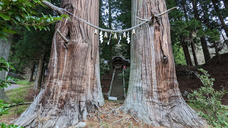 諏訪神社の翁杉媼杉