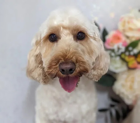 Pawws Pet Parlour - Hitchin