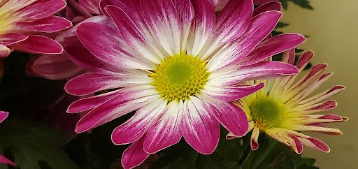 Grocery Store «Safeway», reviews and photos, 600 Edith Ave, Corning, CA 96021, USA