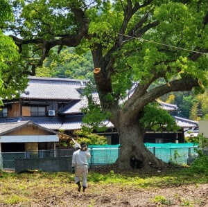 銘木三野林業有限会社