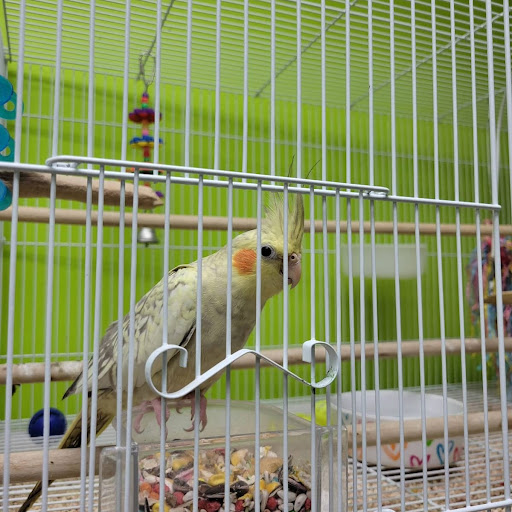 Pet Store «Coral Reef Pet Center», reviews and photos, 7723 W Lawrence Ave, Norridge, IL 60706, USA