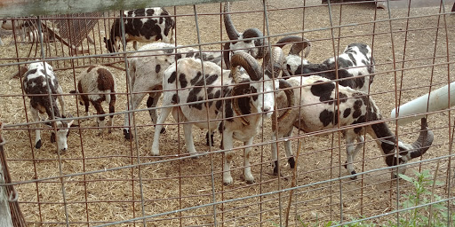 Zoo «Cricket Hollow Zoo», reviews and photos, 1512 210th St, Manchester, IA 52057, USA