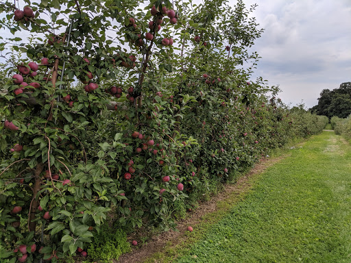 Produce Market «Mann Orchards», reviews and photos, 27 Pleasant Valley St, Methuen, MA 01844, USA