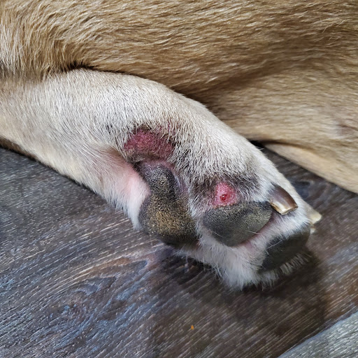 11786 Bass Rd, Live Oak, FL 32060, USA