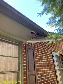 Critter Control of Athens - Photo 2 - Car repair in , Athens