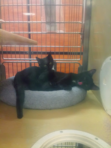 Pet Supply Store «PetSmart», reviews and photos, 3260 Stockton Hill Rd, Kingman, AZ 86409, USA