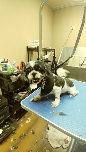 Pet Store «Pet Valu», reviews and photos, 2645 Shillington Rd, Sinking Spring, PA 19608, USA