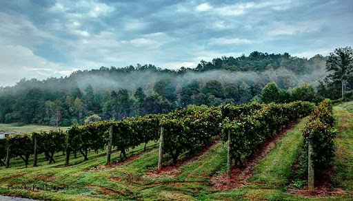 Vineyard «South Creek Winery», reviews and photos, 2240 S Creek Rd, Nebo, NC 28761, USA