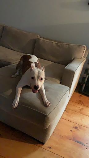 Pet Supply Store «Pet Supplies Plus», reviews and photos, 3120 NJ-35, Hazlet, NJ 07730, USA