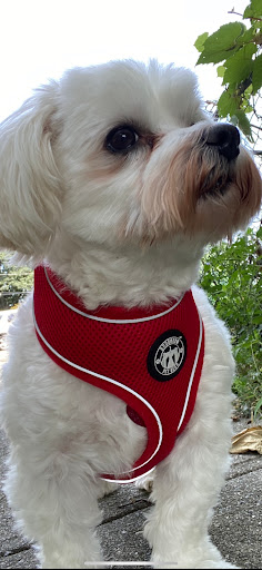 Pet Supply Store «PetSmart», reviews and photos, 3131 E Main St, Mohegan Lake, NY 10547, USA