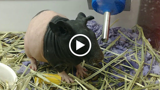 Pet Supply Store «Petco Animal Supplies», reviews and photos, 3731 Gateway Dr, Eau Claire, WI 54701, USA