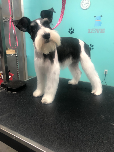 On The Spaw Pet Grooming Salon image