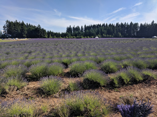 Farm «Oregon Lavender Farm», reviews and photos, 20949 S Harris Rd, Oregon City, OR 97045, USA