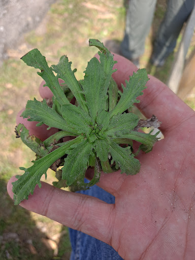 Park «Jesse H. Jones Park & Nature Center», reviews and photos, 20634 Kenswick Dr, Humble, TX 77338, USA