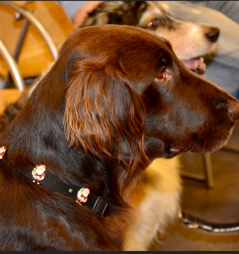 Veterinary practice for small animals unter Fröndenberg, 