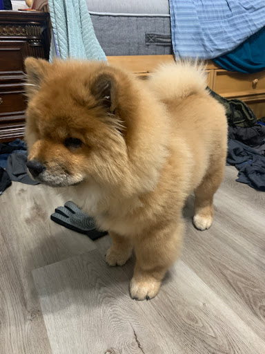 Pet Supply Store «PetSmart», reviews and photos, 7225 Bell Creek Rd Ste 228, Mechanicsville, VA 23111, USA