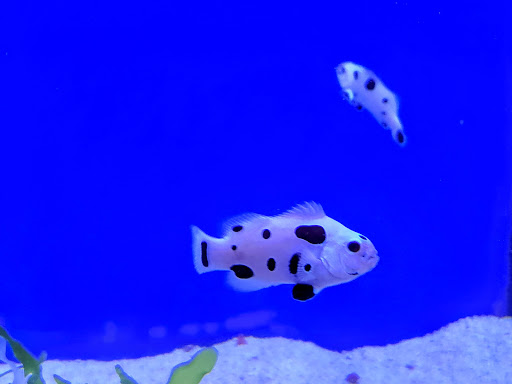 Pet Store «Bluewater Zoo Exotic Aquariums & Reptiles», reviews and photos, 159 Miracle Strip Pkwy SE, Fort Walton Beach, FL 32548, USA