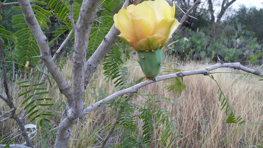 Park «McKelvey Park», reviews and photos, 1325 S 77 Sunshine Strip, Harlingen, TX 78550, USA