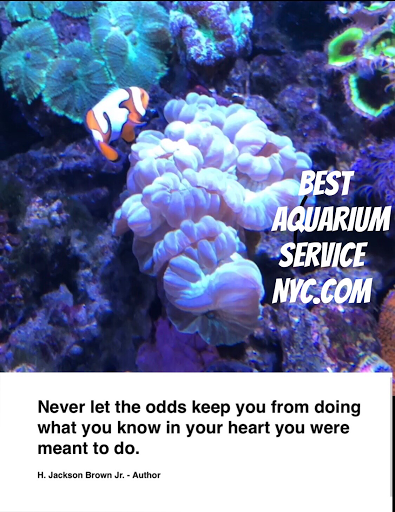 Tropical Fish Store «Best Aquarium Service NYC, Inc.», reviews and photos, 20 E 46th St, New York, NY 10017, USA