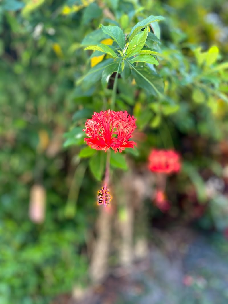 やちむん喫茶シーサー園 沖縄県本部町伊豆味 カフェ 喫茶 レストラン グルコミ
