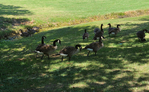 Golf Course «Sherrill Park Golf Course», reviews and photos, 2001 E Lookout Dr, Richardson, TX 75082, USA