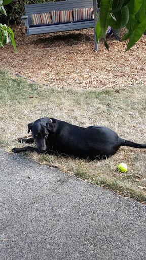 Park «Maple Leaf Reservoir Park», reviews and photos, 1020 NE 82nd St, Seattle, WA 98115, USA