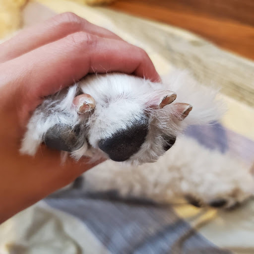 Pet Supply Store «PetSmart», reviews and photos, 2534 South Rd, Poughkeepsie, NY 12601, USA