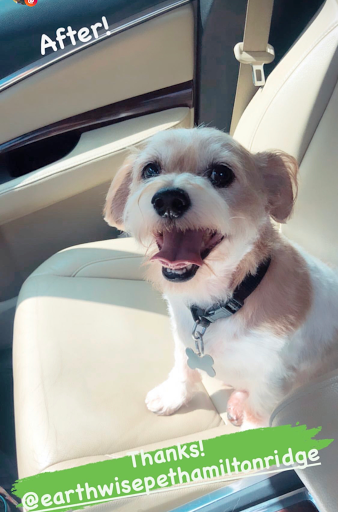 Pet Supply Store «EarthWise Pet Supply», reviews and photos, 3300 Hamilton Mill Rd #103, Buford, GA 30519, USA