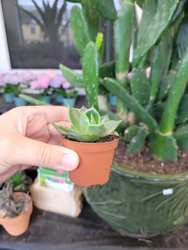 Florist «Cityside Flowers - Metropolitan Wholesale», reviews and photos, 285 N Midland Ave, Saddle Brook, NJ 07663, USA